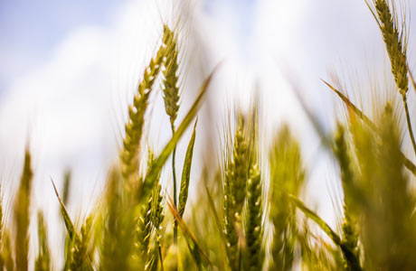 Cereal Grain Image