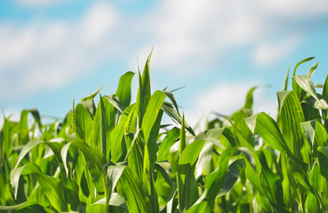 Cereal Farm